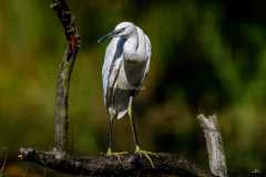 Aigrette garzette