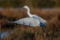 Aigrette