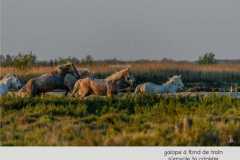 Camargue-DXG1872