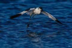 Avocette élégante