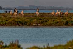 Camargue