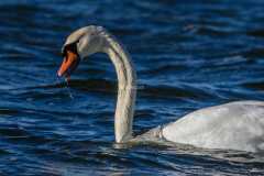 Cygne