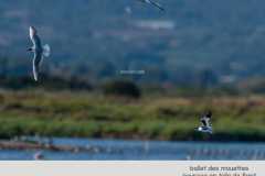 Mouette-melanocephale-DXG5805