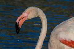 Flamant rose