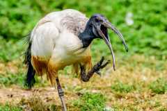 Ibis sacré