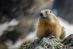 Marmotte