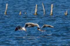 Mouette rieuse